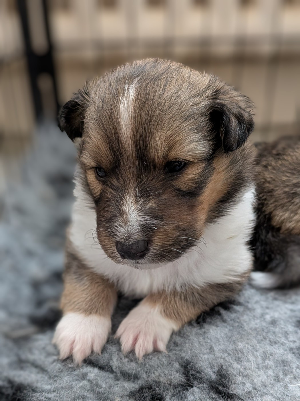 Des Trésors De La Rose - Chiots disponibles - Shetland Sheepdog