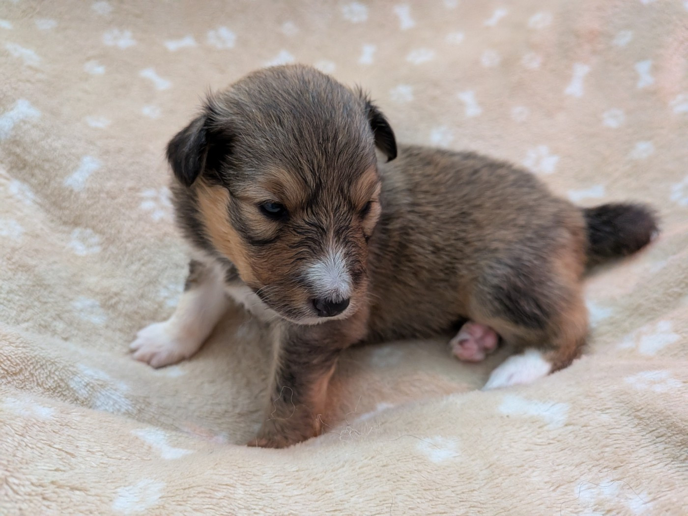 Des Trésors De La Rose - Chiots disponibles - Shetland Sheepdog