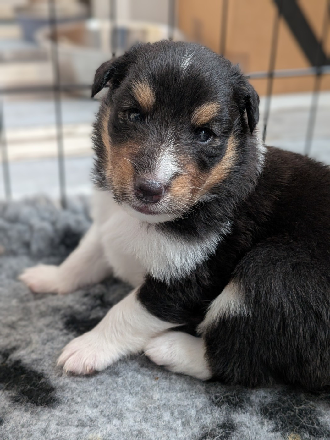 Des Trésors De La Rose - Chiots disponibles - Shetland Sheepdog